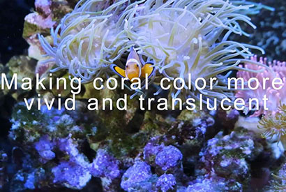 coral led light video