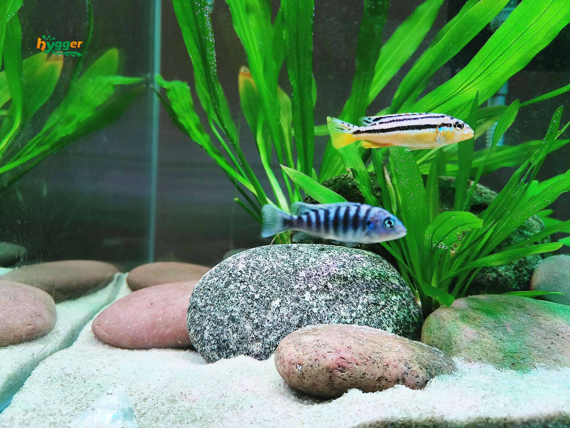 cichlid tank setup ideas