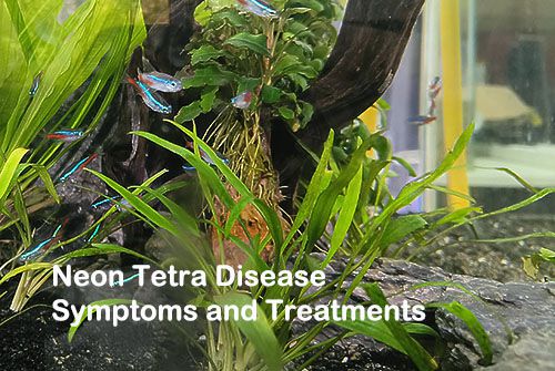 What Is Neon Tetra Disease and How Can It Be Prevented? – Aquarium Co-Op