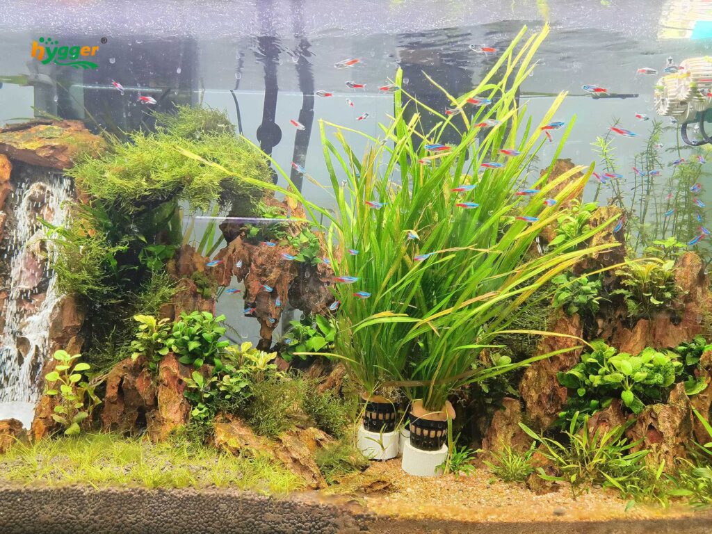 Image showcasing Neon Tetra Disease Symptoms and Treatments - hygger