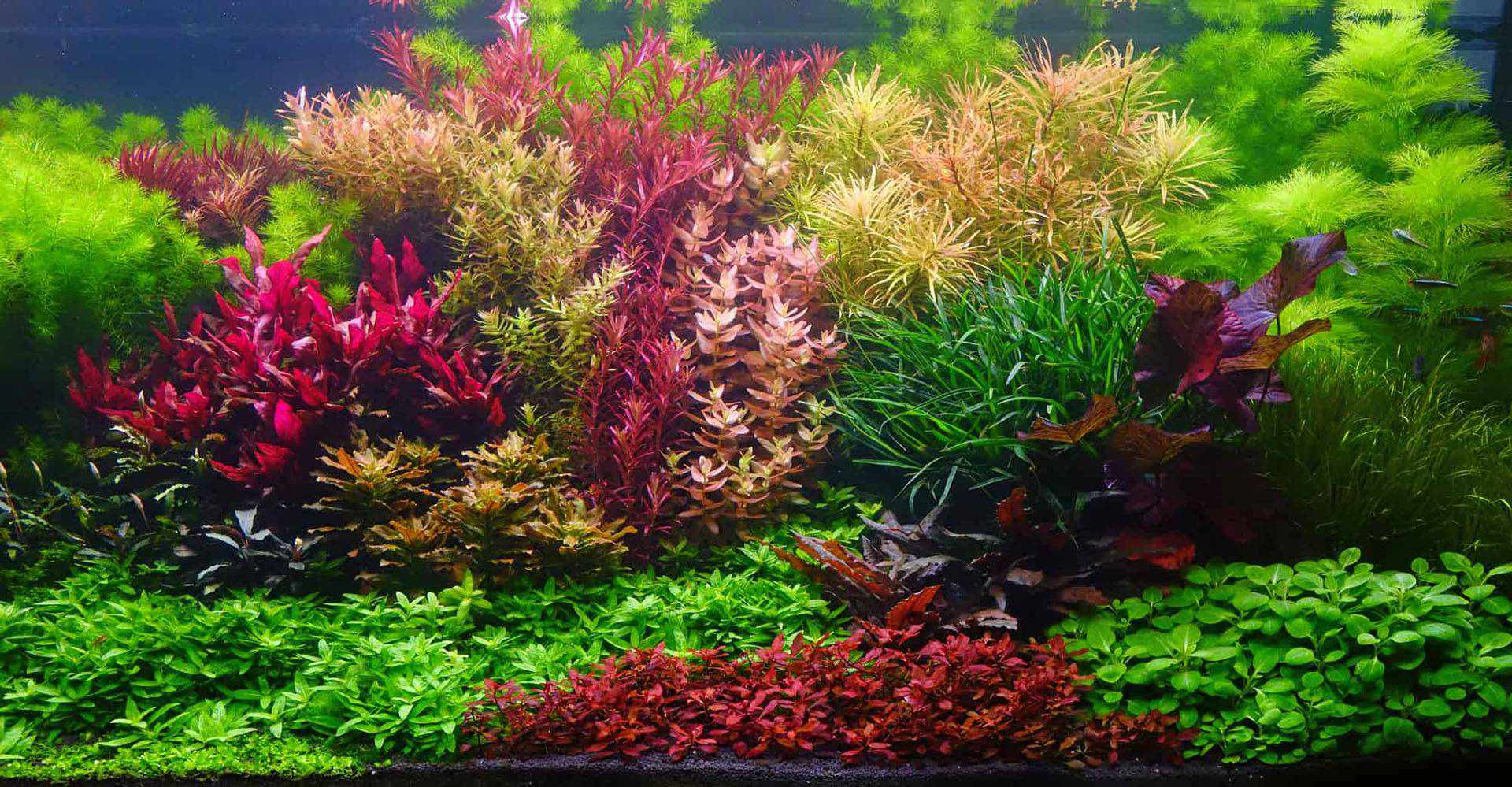 aquarium plant demand