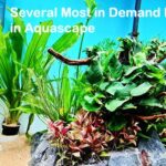 Several Most in Demand Plants in Aquascape
