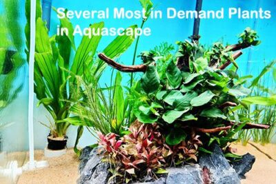 Several Most in Demand Plants in Aquascape