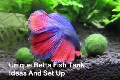 Unique Betta Fish Tank Ideas And Set Up