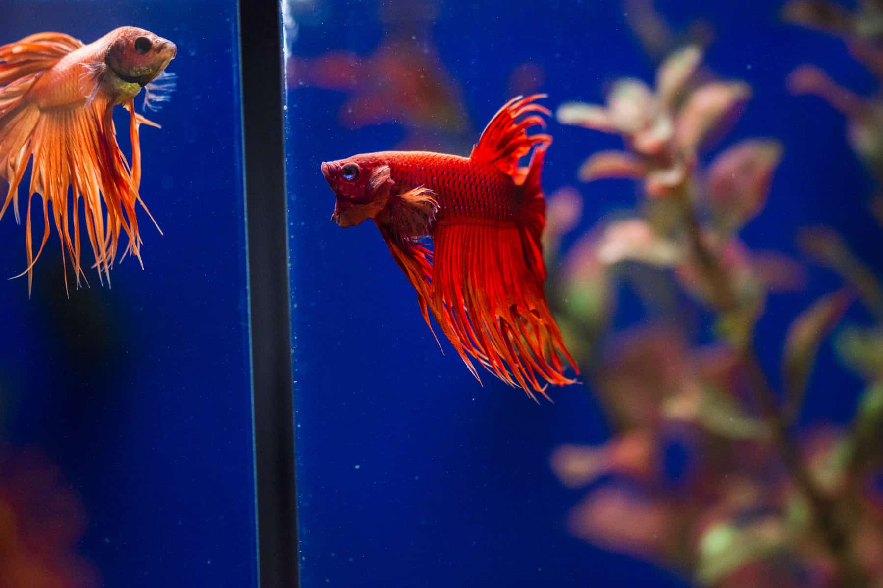 Unique Betta Fish Tank Ideas And Set Up - hygger