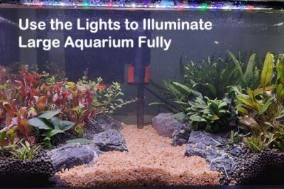 Use the Lights to Illuminate Large Aquarium Fully