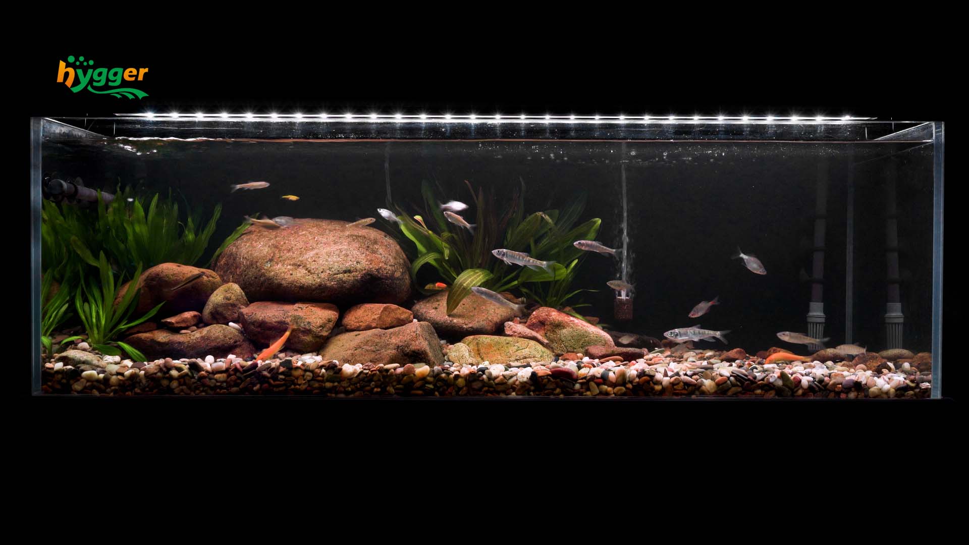 illuminate long fish tank