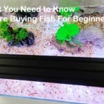 What You Need to Know Before Buying Fish For Beginners