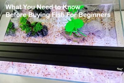 What You Need to Know Before Buying Fish For Beginners