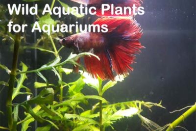 Wild Aquatic Plants for Aquariums