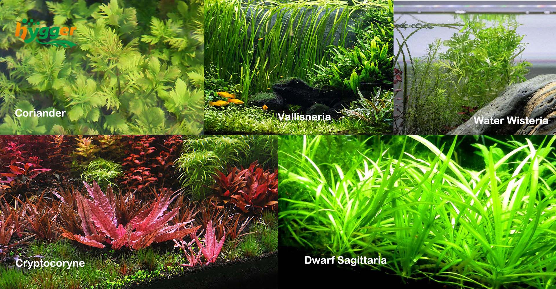 wild plants in aquarium