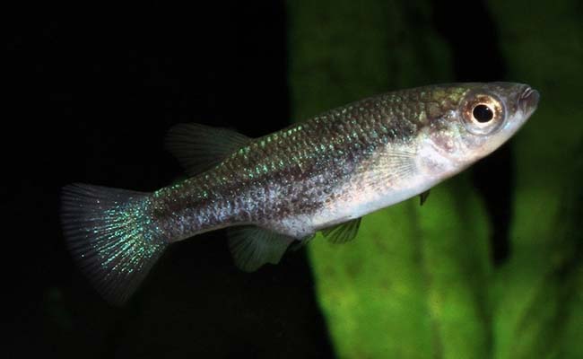 Bluetail Splitfins