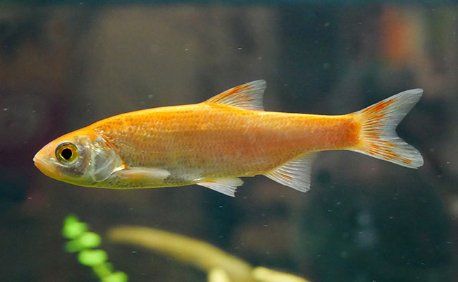 Golden Orfe