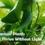 Aquarium Plants That Thrive Without Light