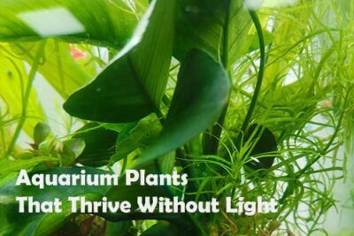 Aquarium Plants That Thrive Without Light