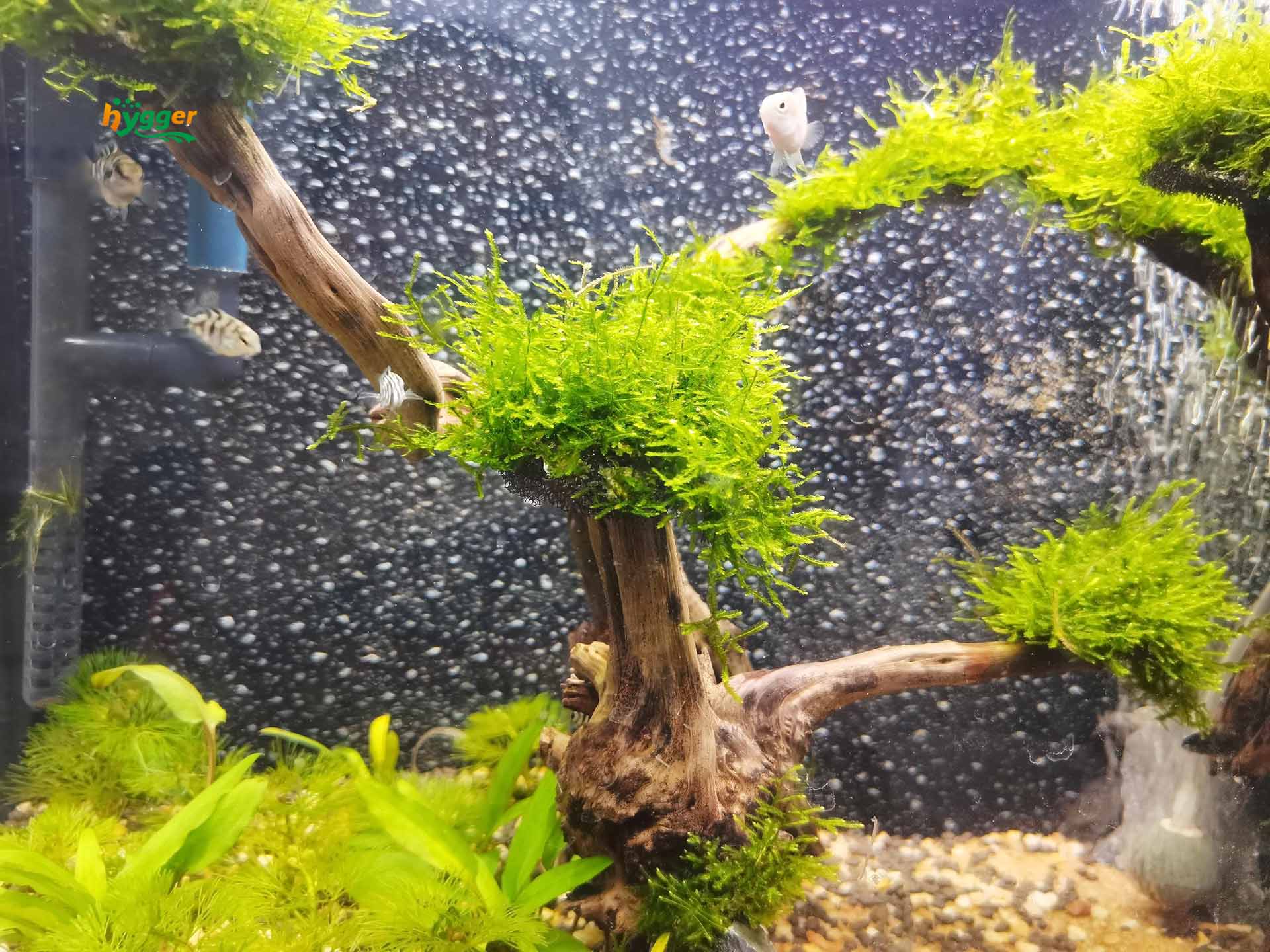 Aquarium Plants That Thrive Without Light - hygger