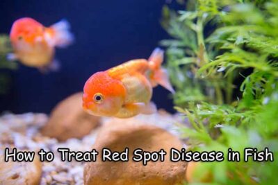 How to Treat Red Spot Disease in Fish