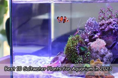 Best 10 Saltwater Plants for Aquarium in 2023