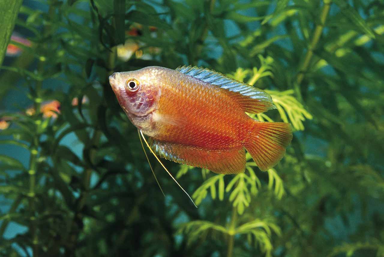 red spot disease in gourami