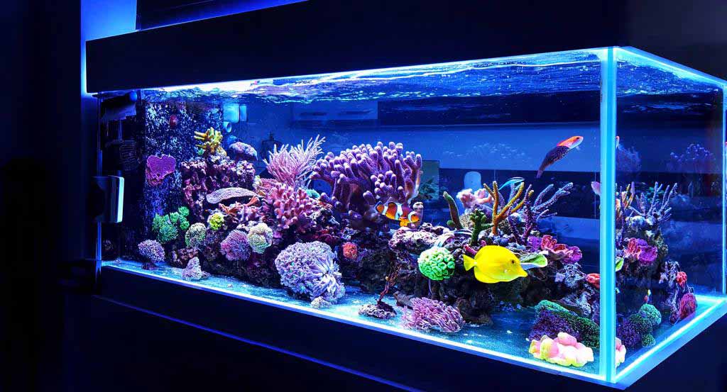 saltwater plants for aquarium