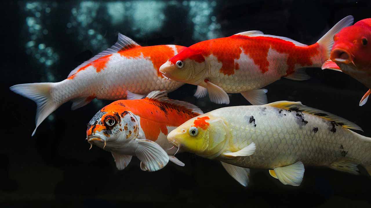 red spot disease in koi fish