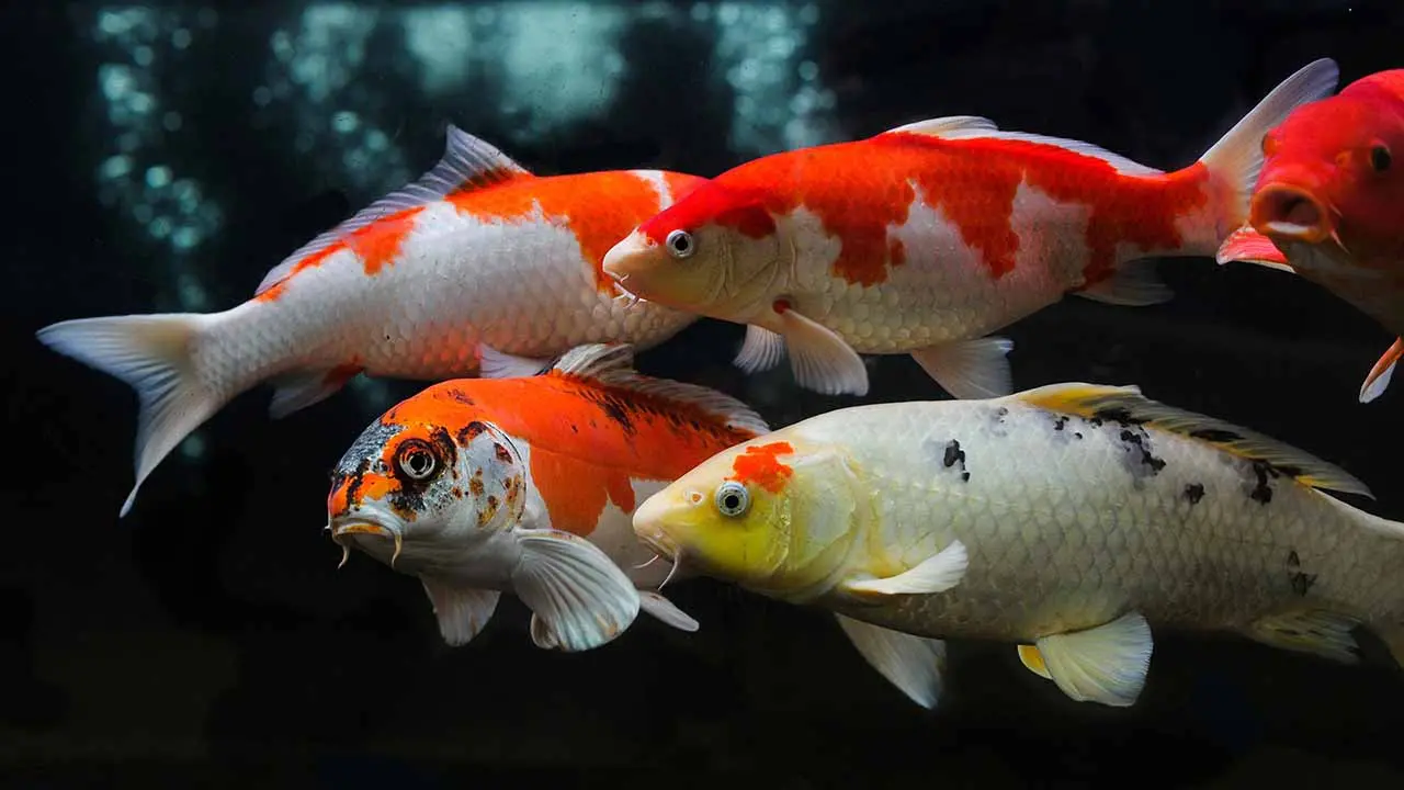 red spot disease in koi fish