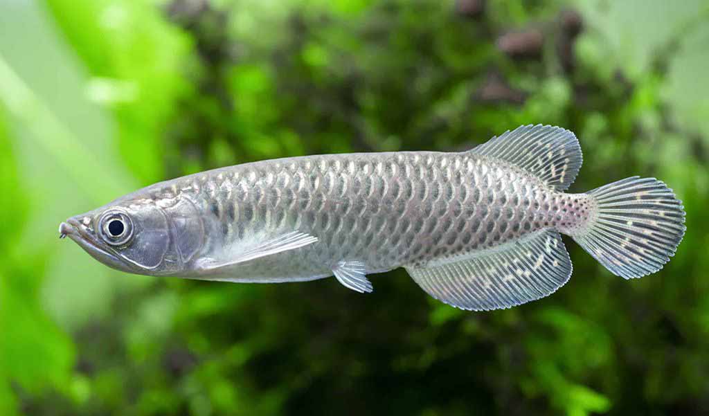 red spot disease in arowana fish