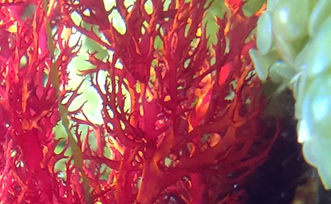 5 Top Live Plants for Saltwater Aquariums - My Reef