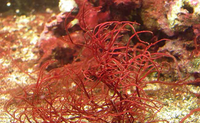 Red Gracilaria Algae