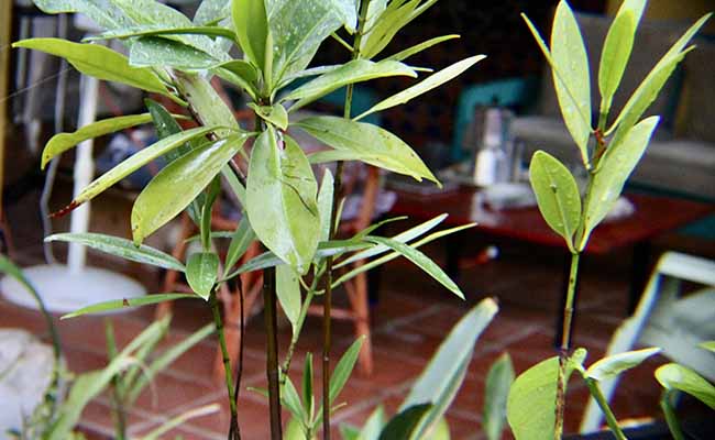 Red Mangrove Propagule