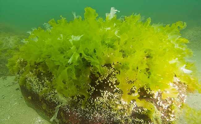 Sea Lettuce