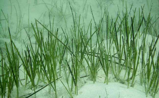 Turtle Grass Shoots