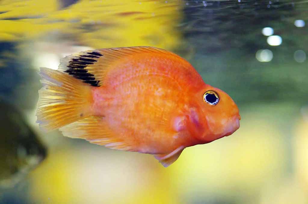 red spot disease in parrot fish