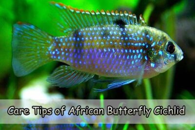 Care Tips of African Butterfly Cichlid