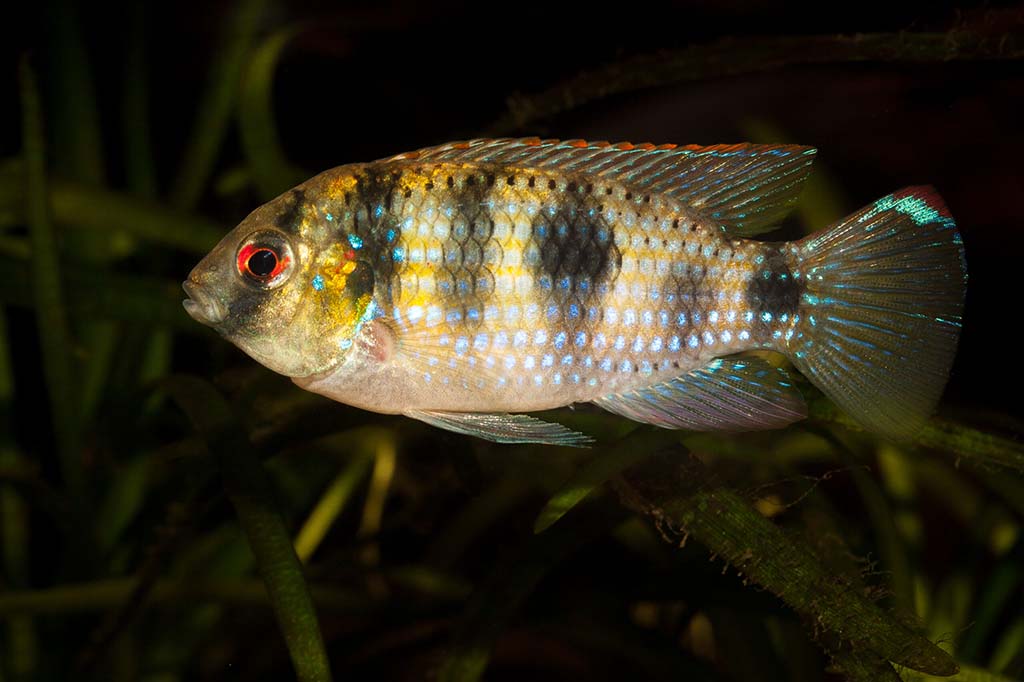 butterfly cichlid care