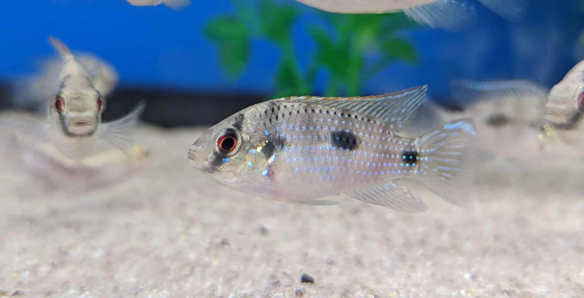 African butterfly cichlid