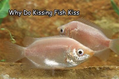 Fish Profile – Why Do Kissing Fish Kiss