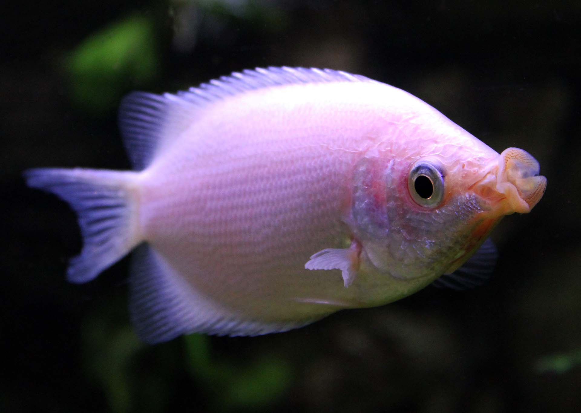 kissing gourami