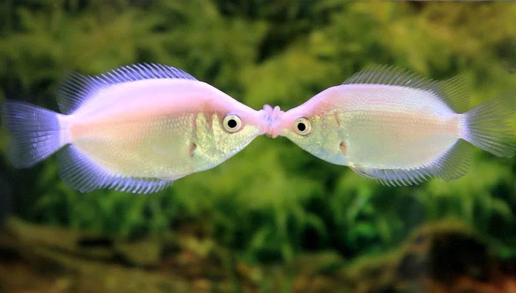 kissing fish