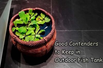 Good Contenders to Keep in Outdoor Fish Tank