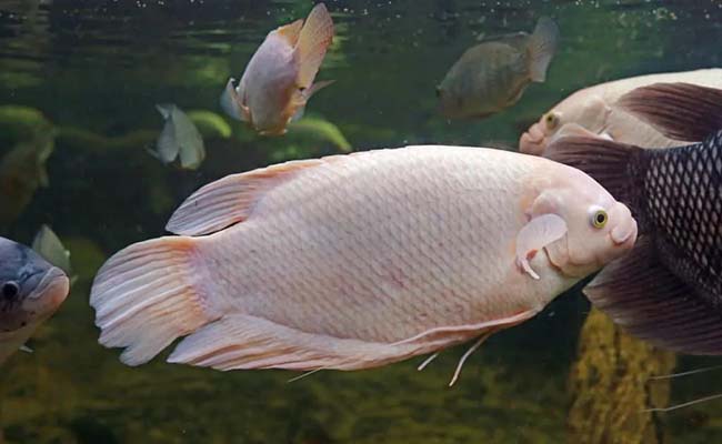 Giant Gouramis