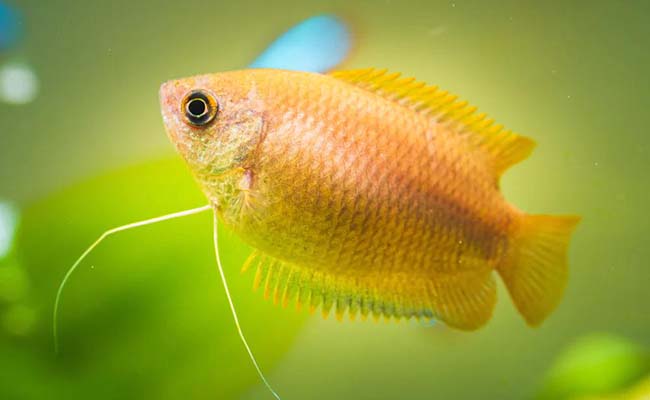 Honey Gouramis