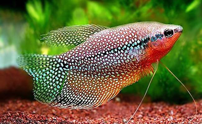 Pearl Gouramis