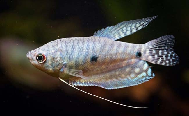 Three-Spot Gouramis