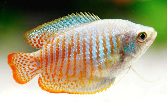 Dwarf Gouramis