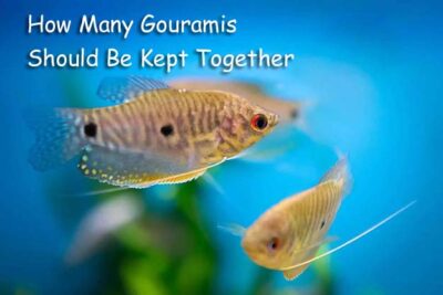 How Many Gouramis Should Be Kept Together