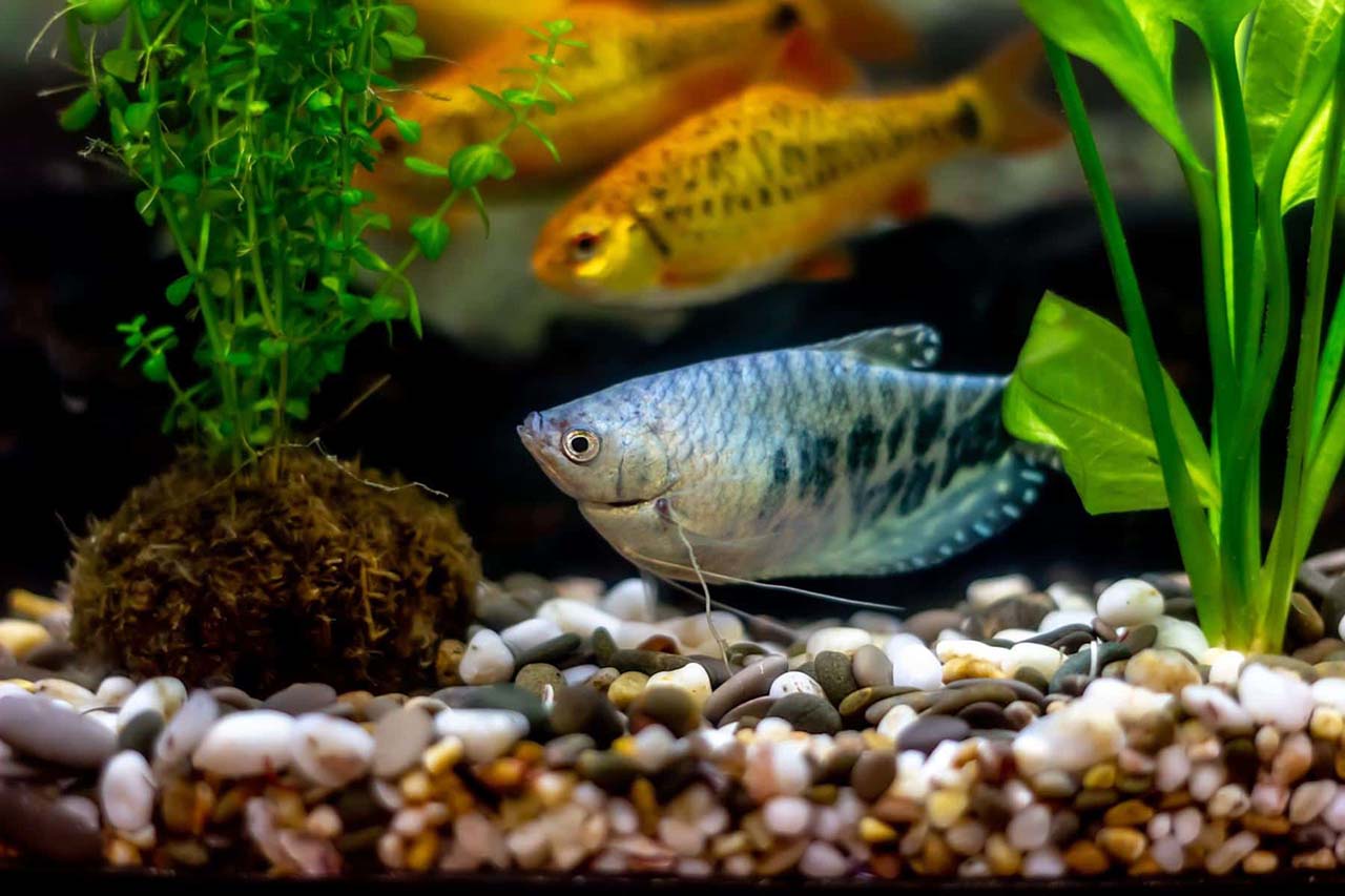 how many Gouramis