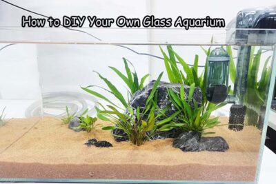 How to DIY Your Own Glass Aquarium