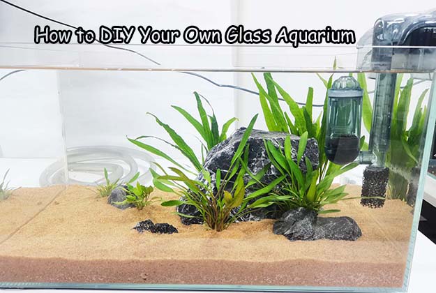 How to DIY Your Own Glass Aquarium