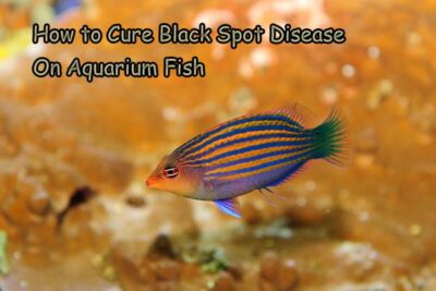 How to Cure Black Spot Disease On Aquarium Fish